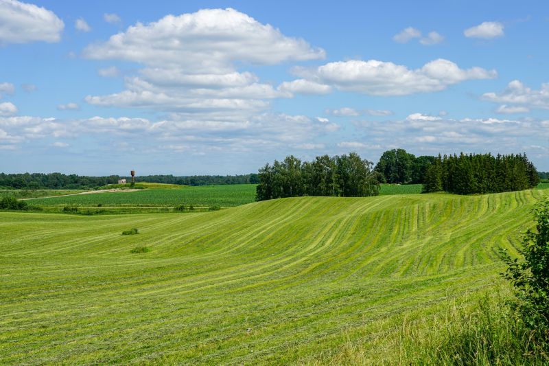 Pasture Clearing